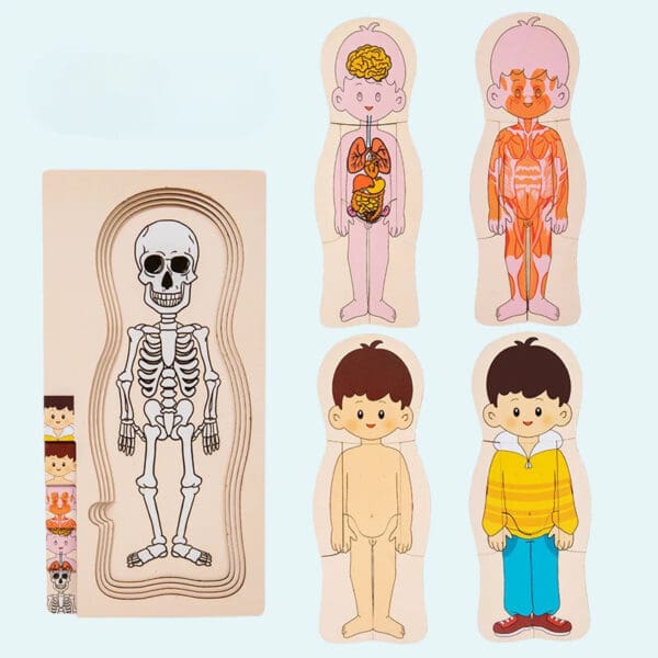 Wholesale Montessori Wooden Human Body Structure Jigsaw Puzzle Educational Toy for Kids Multi-Layer Organs and Skeletal Learning