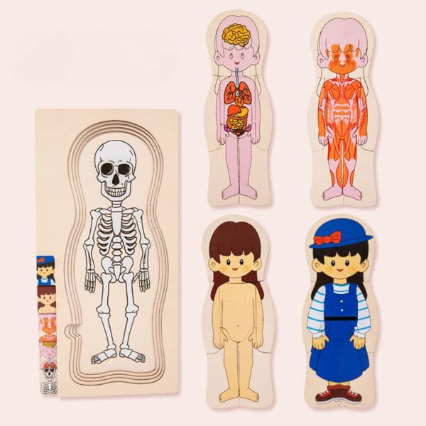 Wholesale Montessori Wooden Human Body Structure Jigsaw Puzzle Educational Toy for Kids Multi-Layer Organs and Skeletal Learning